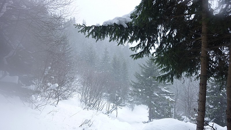 #1 A l A l'abri dans la forêt : Météo vraiment pas terrible ce dimanche
