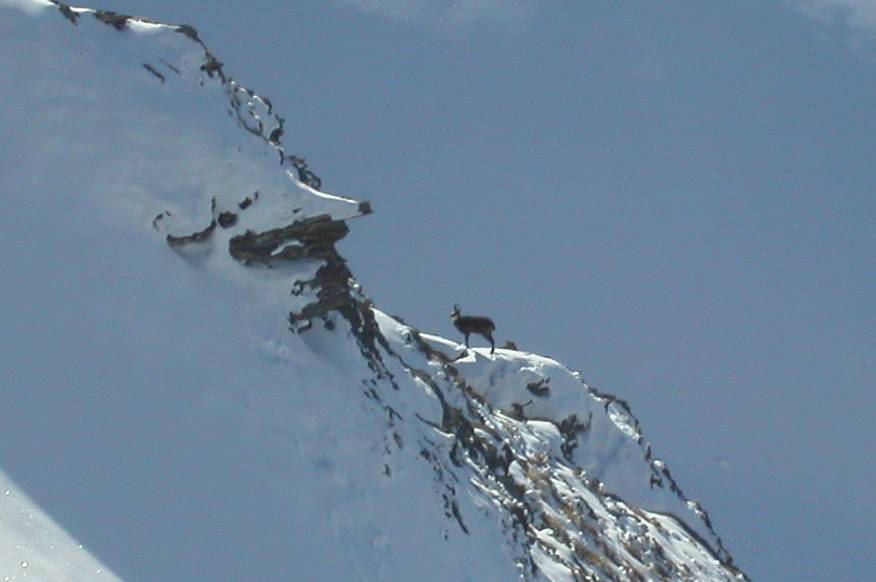 #1 Un des nombreux chamois : Plein de chamois à la recherche d Un des nombreux chamois : Plein de chamois à la recherche d'une maigre pitance sur les flancs ensoleillés et dégarnis