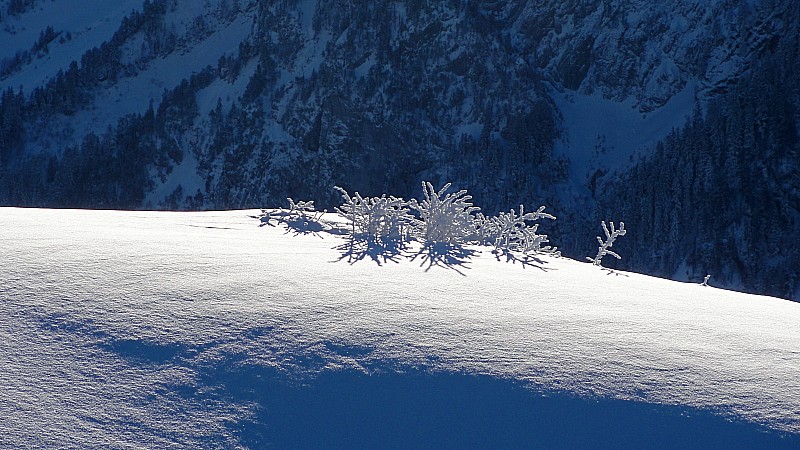 #5 herbe : en hiver herbe : en hiver