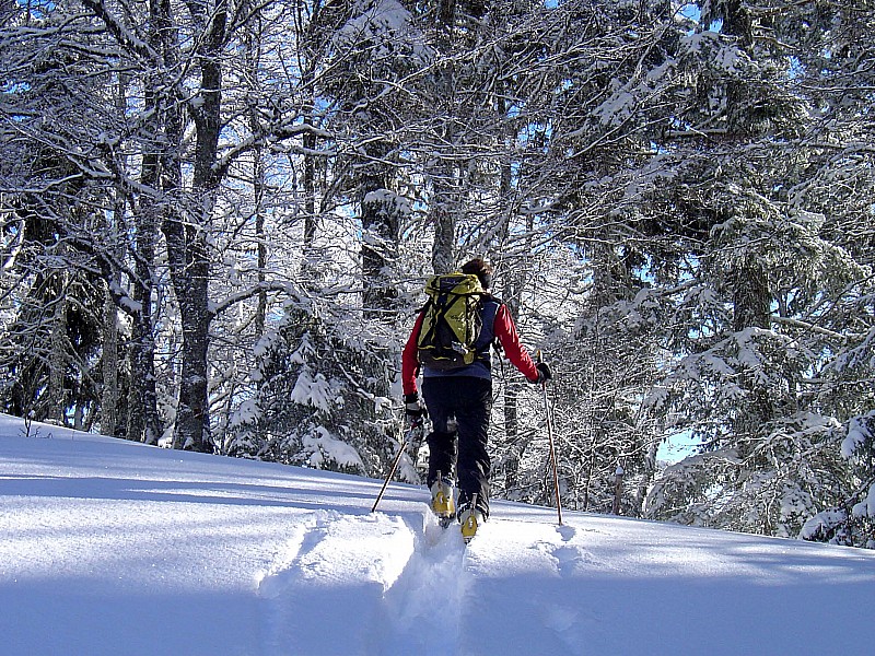#1 montée dans la forêt : Les branches givrées font comme de la dentelle. montée dans la forêt : Les branches givrées font comme de la dentelle.