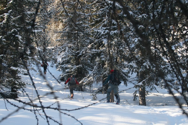 #2 Ambiance Queyras : une des rares clairières Ambiance Queyras : une des rares clairières