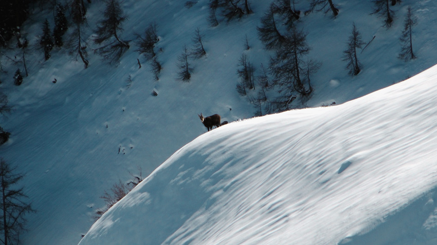 #10 Un chamois nous surveille, il n Un chamois nous surveille, il n'a pas froid lui ??