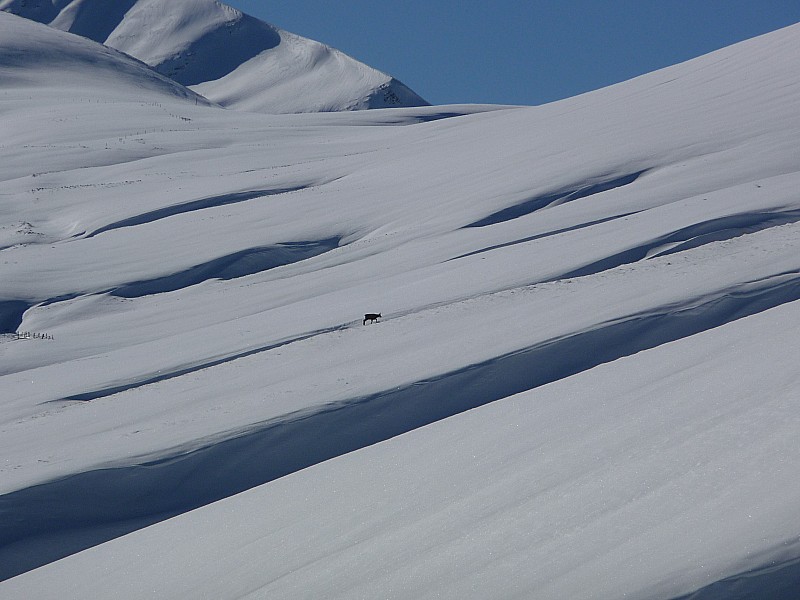 #5 Chamoix : Il monte beaucoup plus vite que nous... Chamoix : Il monte beaucoup plus vite que nous...