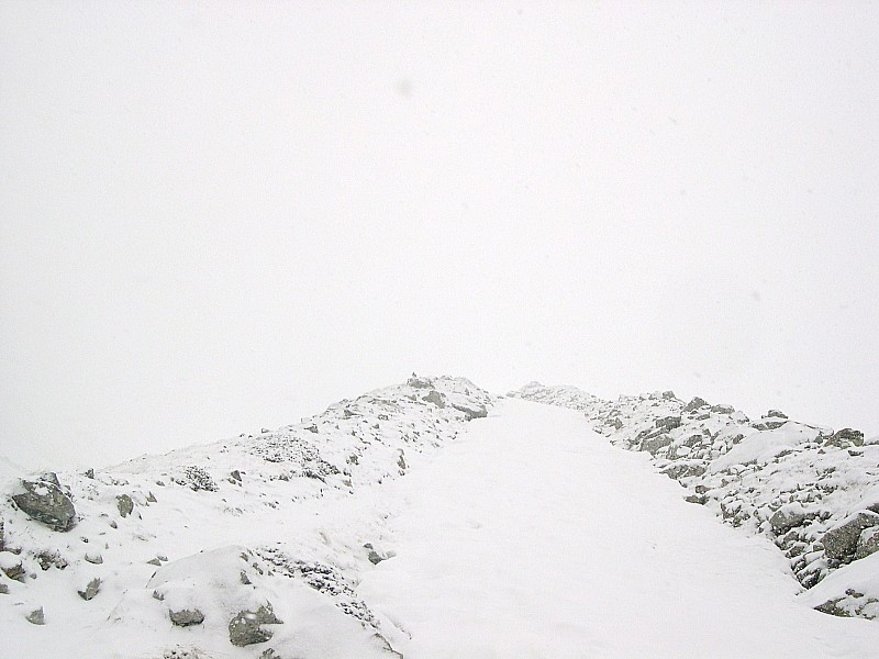 #5 perdrix des neiges : Aussi seule que moi. perdrix des neiges : Aussi seule que moi.