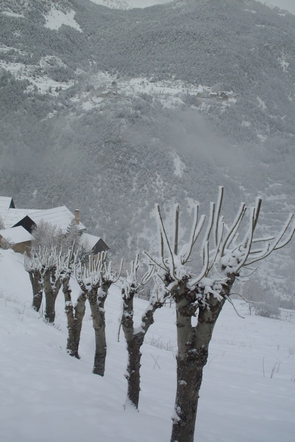 #1 l l'allée de saules : l'arrivée aux chalets