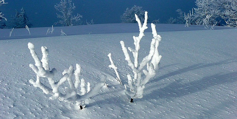 #7 Ah mince ! : Un renne du Père Noël est resté coincé sous la neige ... Ah mince ! : Un renne du Père Noël est resté coincé sous la neige ...