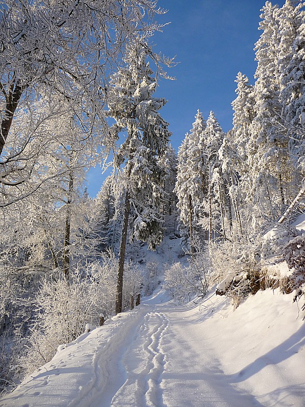 Piste forestière : L'après-chute...