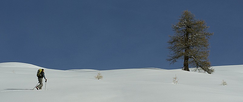 #1 Les gardiens des lieux : j Les gardiens des lieux : j'ai toujours bien aimé ces vieux Mélèzes du Mourre Froid