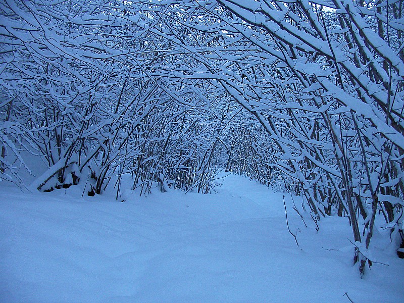 #1 Défilé : Bel accueil dans la forêt Défilé : Bel accueil dans la forêt