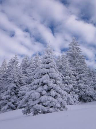 #1 Sapins enneigés : de blanc vêtu... Sapins enneigés : de blanc vêtu...