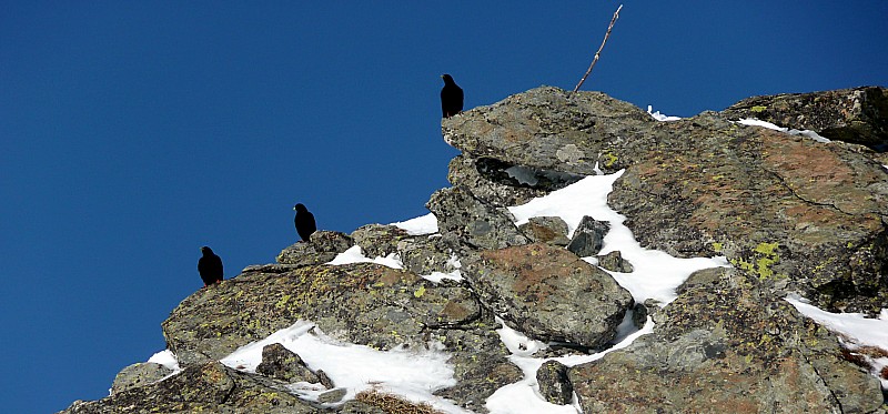 #9 Les habitants des lieux : Au sommet de la Jasse Les habitants des lieux : Au sommet de la Jasse