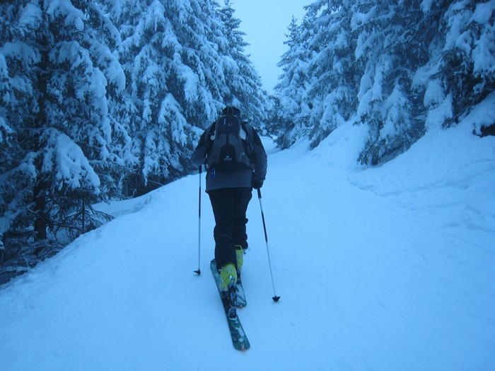 #2 La forêt : La neige sur les sapins ne fond pas ! La forêt : La neige sur les sapins ne fond pas !