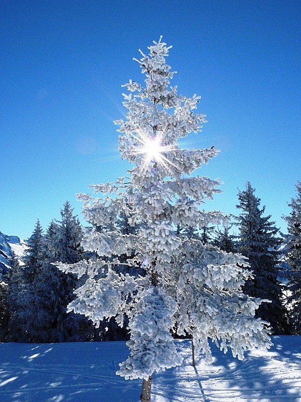 #3 Ambiance givrée : heureux de voir le soleil. Ambiance givrée : heureux de voir le soleil.