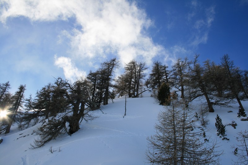 #4 Vieux mélèzes : qui ornent les pentes sous l Vieux mélèzes : qui ornent les pentes sous l'arête NE