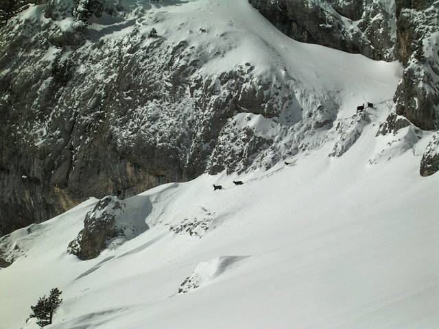 Chamois en vadrouille : Tu vois Jean, on pouvait pas leur faire de mal, vu où ils étaient!