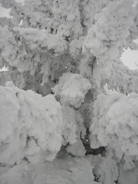 arbre enneigé : aucun doute la neige est là!