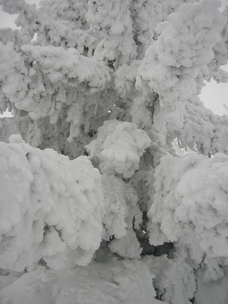 #2 arbre enneigé : aucun doute la neige est là! arbre enneigé : aucun doute la neige est là!