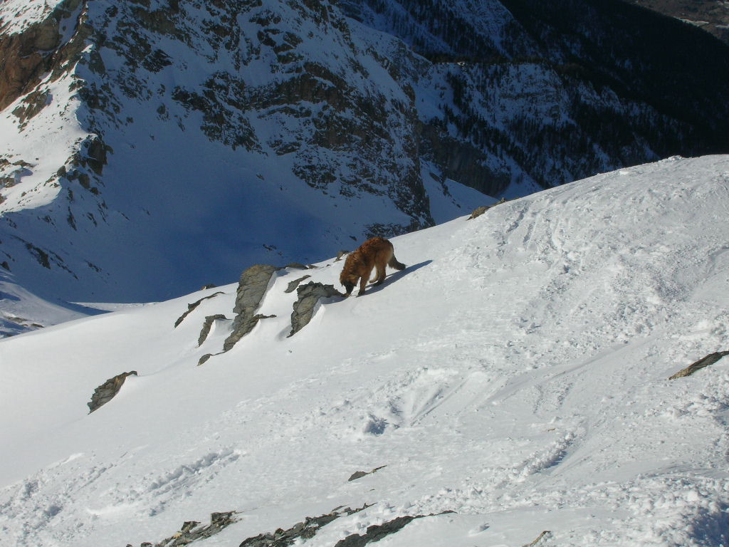 #3 le chien : eh oui, on atrouvé ce beau leonberg à 3000m!!
respect mr le chien! le chien : eh oui, on atrouvé ce beau leonberg à 3000m!!
respect mr le chien!
