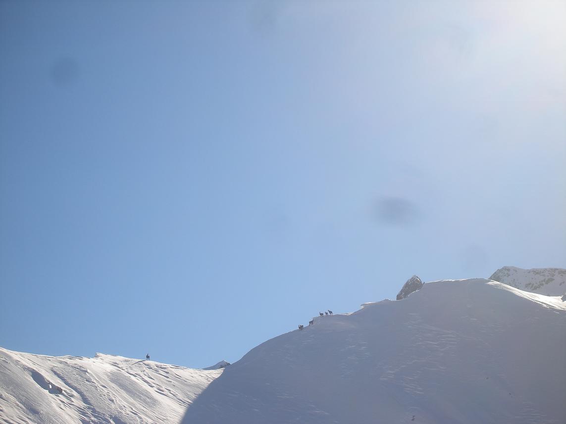 #8 chamois : eux aussi semblent heureux! chamois : eux aussi semblent heureux!