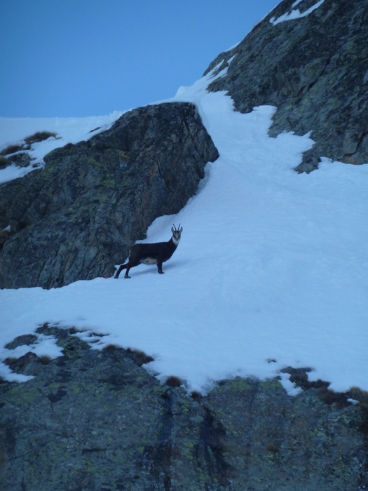 #2 Le chamois du jour : très farouche comme d Le chamois du jour : très farouche comme d'hab