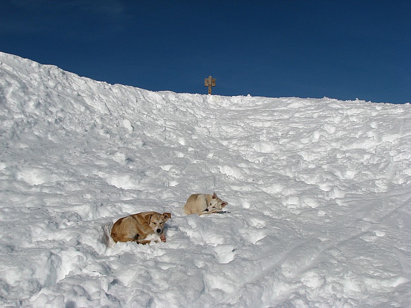 #12 une vie de chien sous le col : nos compagnons du jour.....un peu intéressés! une vie de chien sous le col : nos compagnons du jour.....un peu intéressés!