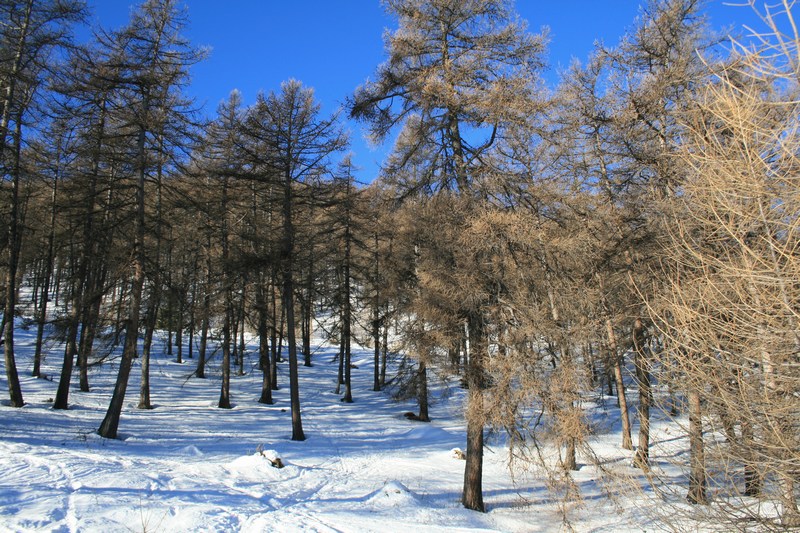 #2 Dans le mélézin : il fait chaud, mais la neige reste froide. Dans le mélézin : il fait chaud, mais la neige reste froide.