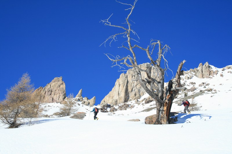 #4 Le vieil arbre prend la pause : devant la crête de Balari. Le vieil arbre prend la pause : devant la crête de Balari.