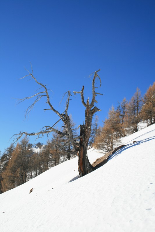 #5 Le vieil arbre : bis. Le vieil arbre : bis.
