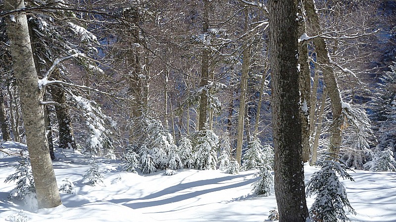 #2 en foret : dans la pepiniere en foret : dans la pepiniere