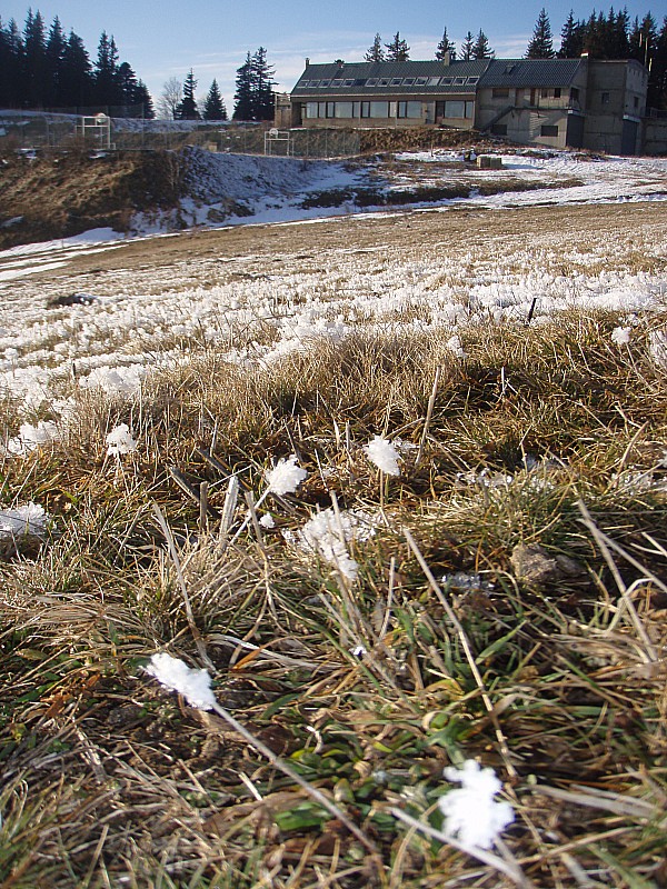 #7 Fleur de neige : - sur le retour à la voiture aussi
- non, ce ne sont pas des perce-neiges Fleur de neige : - sur le retour à la voiture aussi
- non, ce ne sont pas des perce-neiges