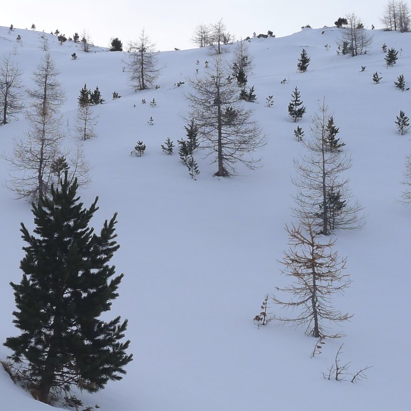#1 Les arbres à couleurs : au dessus des chalets de Pelouse Les arbres à couleurs : au dessus des chalets de Pelouse