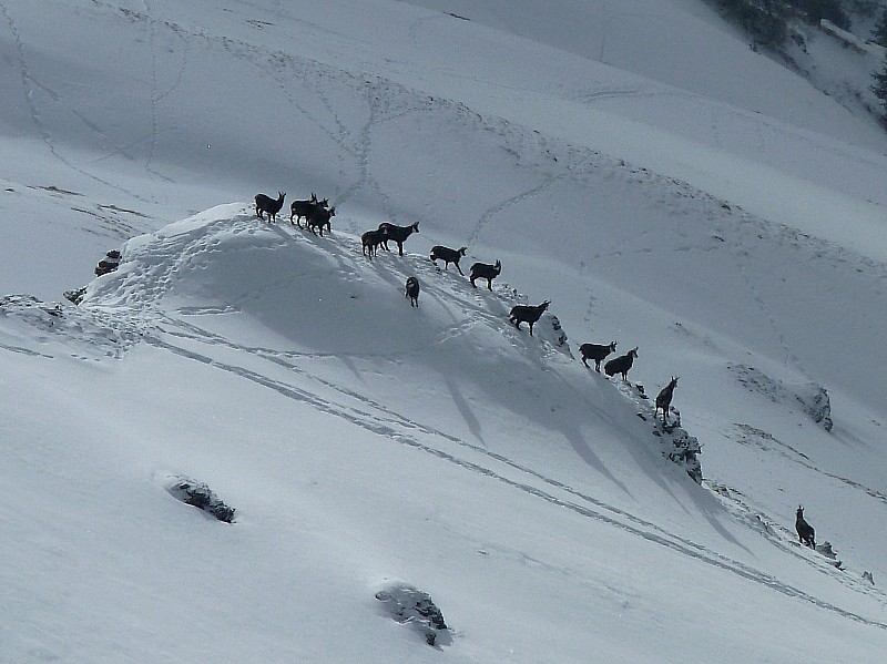 #3 chamois : juste un echantillon chamois : juste un echantillon