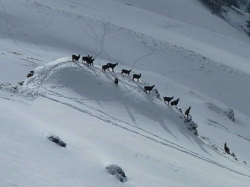 chamois : juste un echantillon