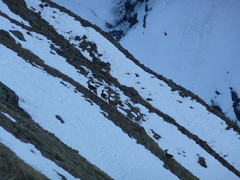 Chevreuils ( et pas Chamoix ) : entre herbe et neige