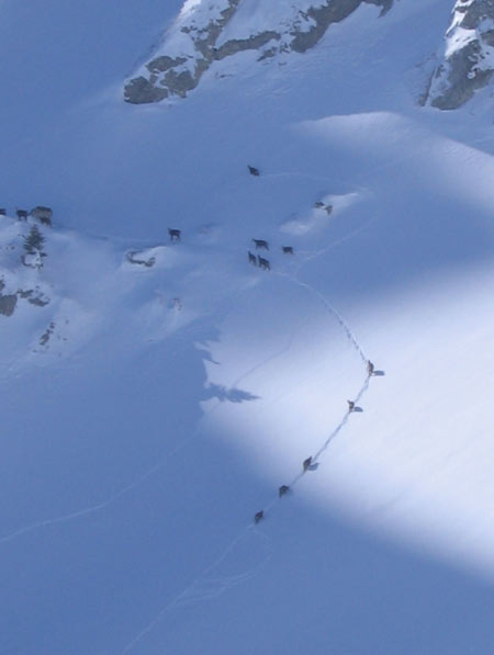 #2 Chamois : Quand je dis troupeaux c Chamois : Quand je dis troupeaux c'est troupeaux !