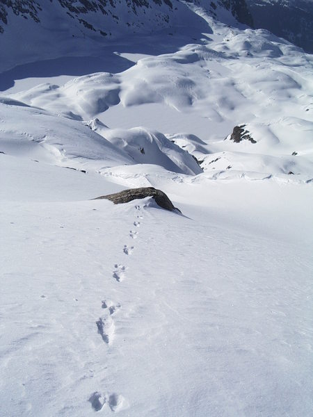 Hop hop plouf : Un ami lapin, qui a fait le plongeon vers le lac Blanc!