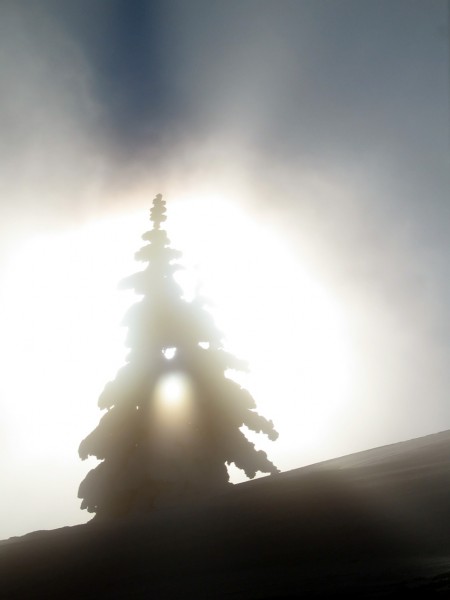 #1 Sapin Attack !!! : Tremblez skieurs, vous allez voir de quel bois je me chauffe !!! Sapin Attack !!! : Tremblez skieurs, vous allez voir de quel bois je me chauffe !!!