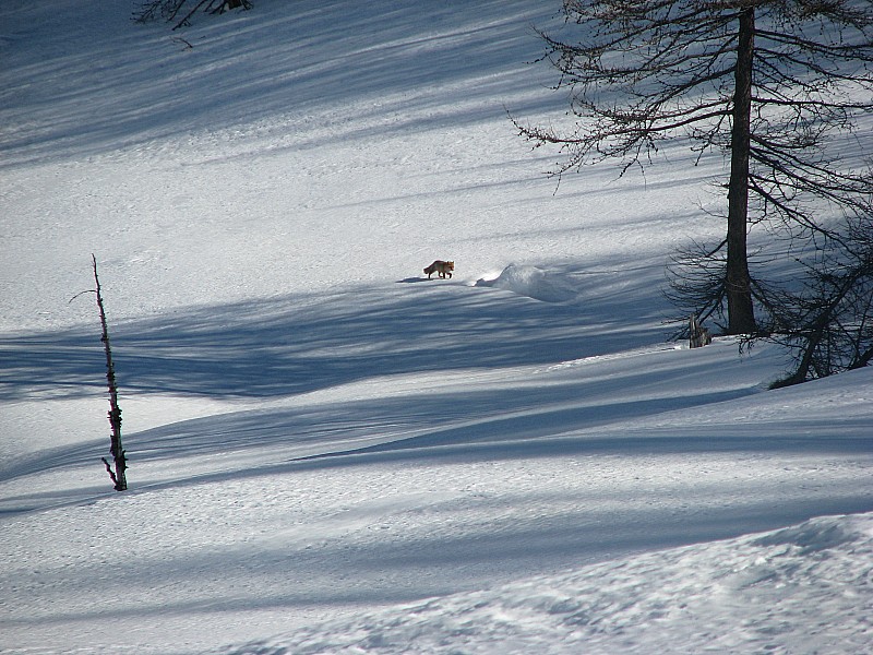 #6 renard surpris : sous le col de Colombart renard surpris : sous le col de Colombart