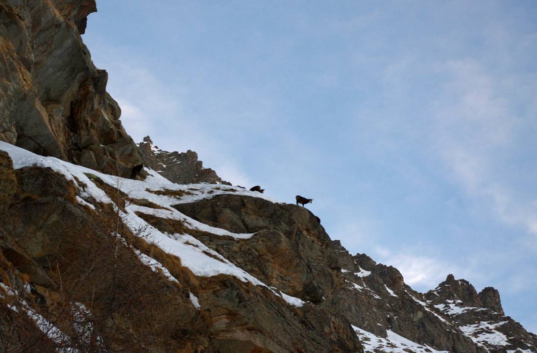 #14 Les habitants permanents : En montagne, le skieur-alpiniste est vraiment de passage... et les habitants le regardent passer doctement. C Les habitants permanents : En montagne, le skieur-alpiniste est vraiment de passage... et les habitants le regardent passer doctement. C'est qui ce touriste???