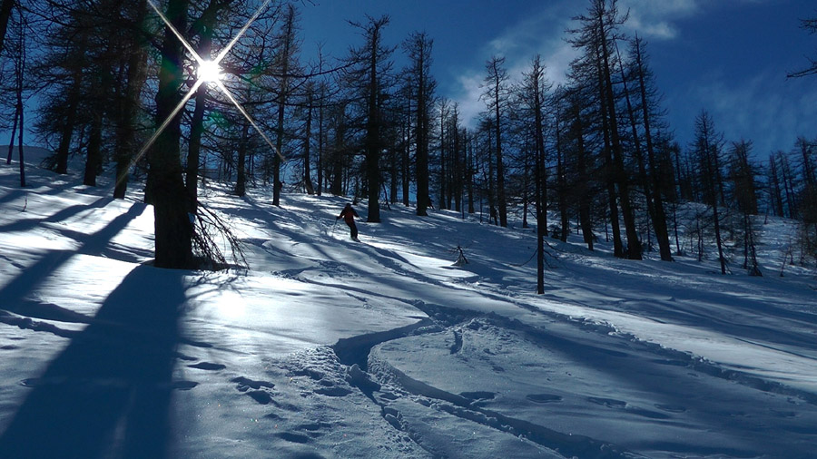 #16 Bonne surprise, belle poudre dans la forêt Bonne surprise, belle poudre dans la forêt