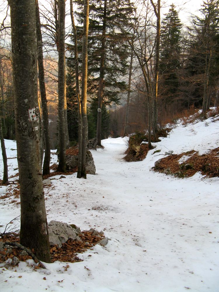 La Tournette : Le passage délicat en forêt - Déchaussage conseillé à la descente