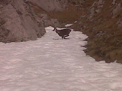 #6 Chamois : Un des gardiens du couloir Chamois : Un des gardiens du couloir
