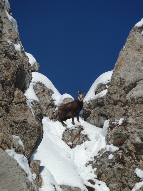 #8 Le chamois du jour : dans du IV+ Le chamois du jour : dans du IV+