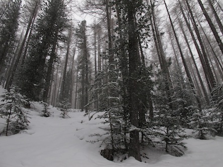 #6 Dimanche - Dans la forêt. Dimanche - Dans la forêt.