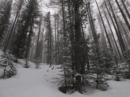 Dimanche - Dans la forêt.