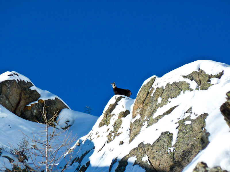 #2 Mt Tout Blanc : Les seuls êtres vivants croisés pendant la rando Mt Tout Blanc : Les seuls êtres vivants croisés pendant la rando