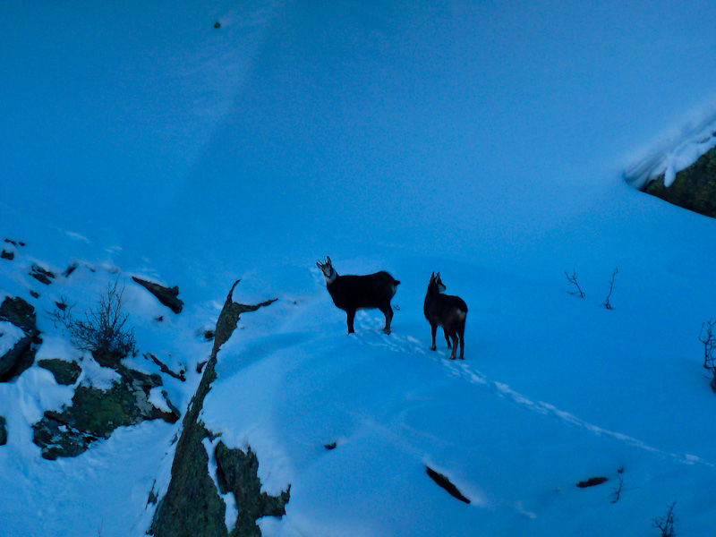 #21 Mt Tout Blanc : Journée finie, on les laisse tranquilles... Mt Tout Blanc : Journée finie, on les laisse tranquilles...
