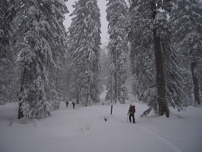 #3 De la neige! : Quel plaisir de voir les sapins chartrousins chargés de neige De la neige! : Quel plaisir de voir les sapins chartrousins chargés de neige