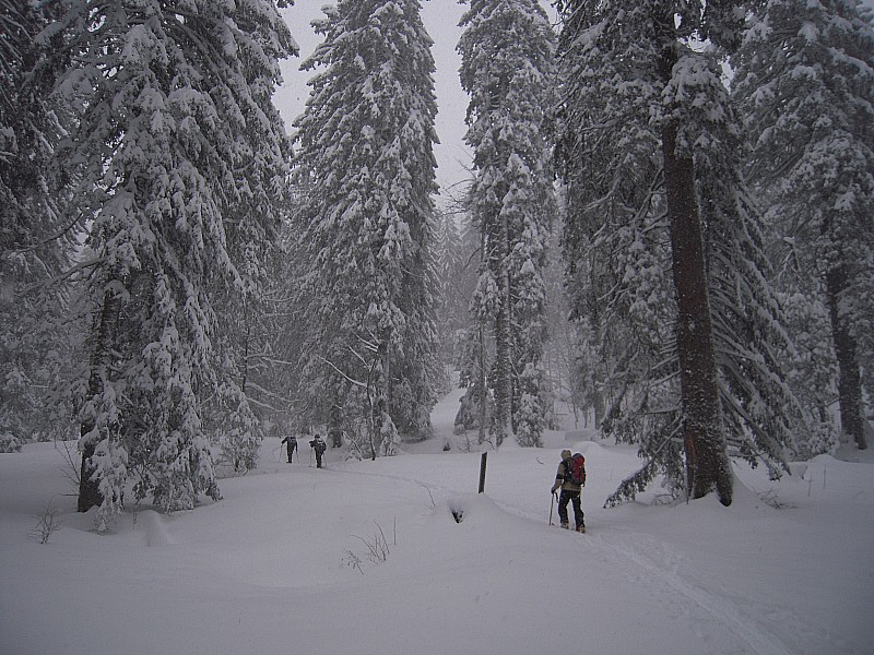 De la neige! : Quel plaisir de voir les sapins chartrousins chargés de neige