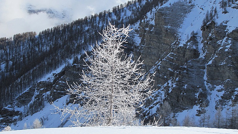 #1 col de combeau : Arbre givré col de combeau : Arbre givré